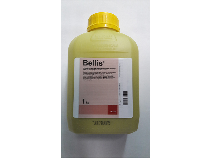 Bellis / 1kg