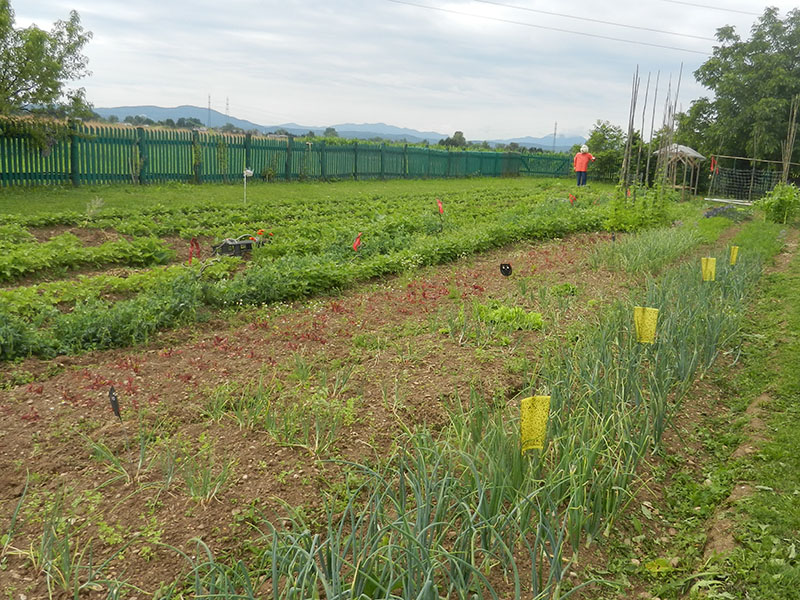 Plantella zute lepljive ploce - Slika 5