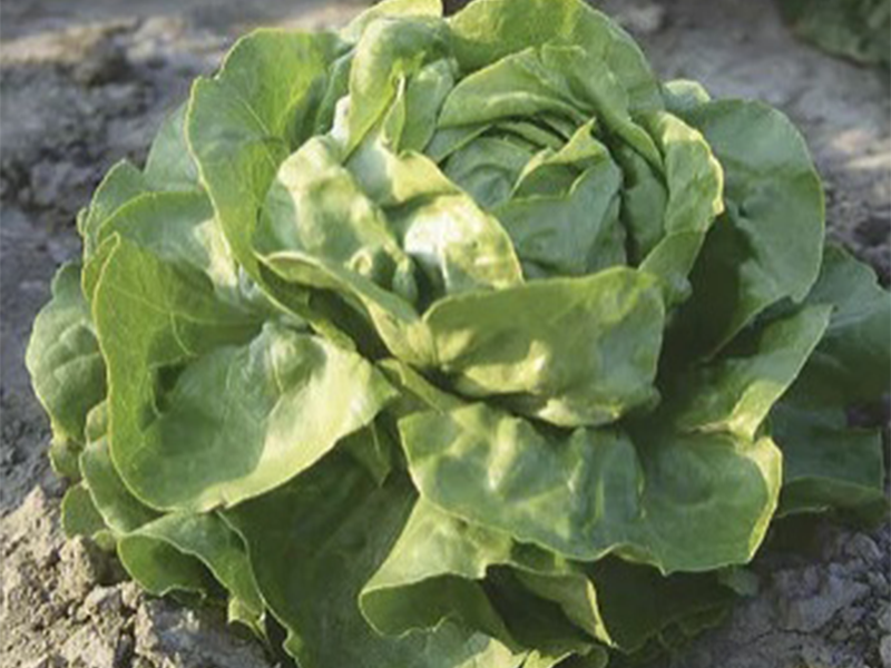Salata Daguan - puterica - Slika 1