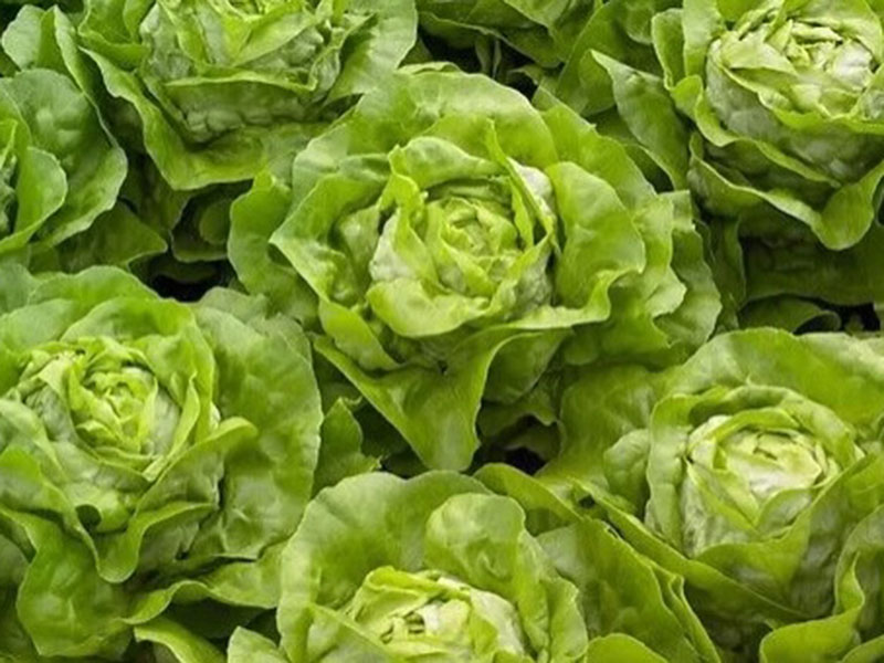 Salata Julian - puterica - Slika 1
