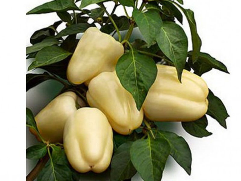 Paprika Bibic f1 1000s duna