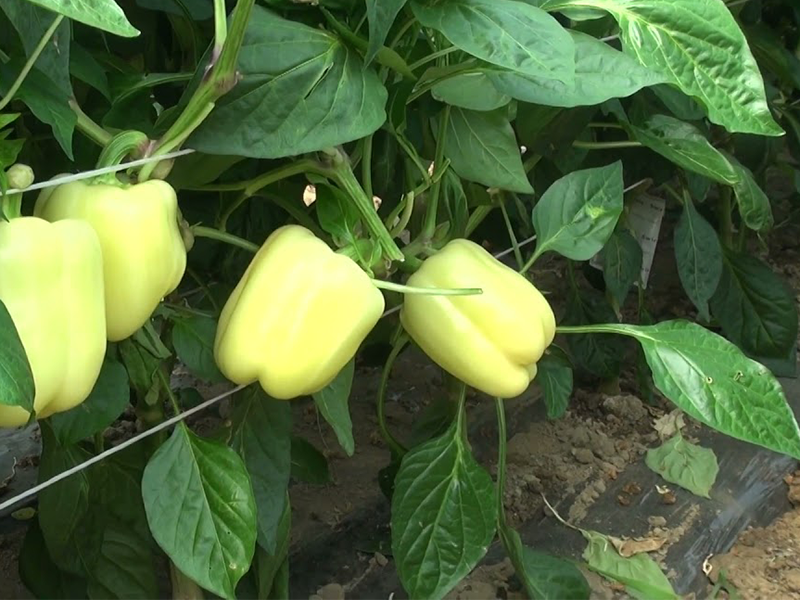 Paprika Ramona f1 5000s hoya