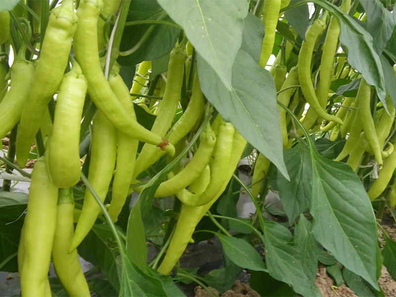 Paprika Bingo f1 1000s hoya