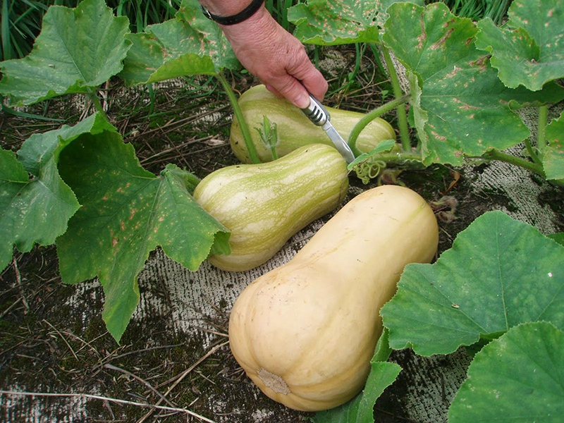 Tikva Butternut 200g hoya