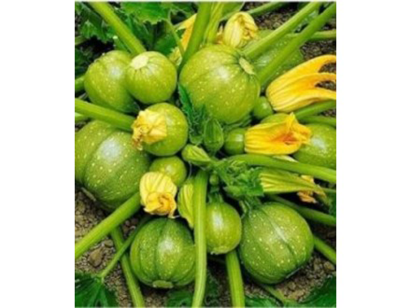 Tikvica Green Ball f1 250s hoya