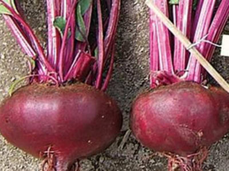 Cvekla Egipatska 100g hoya