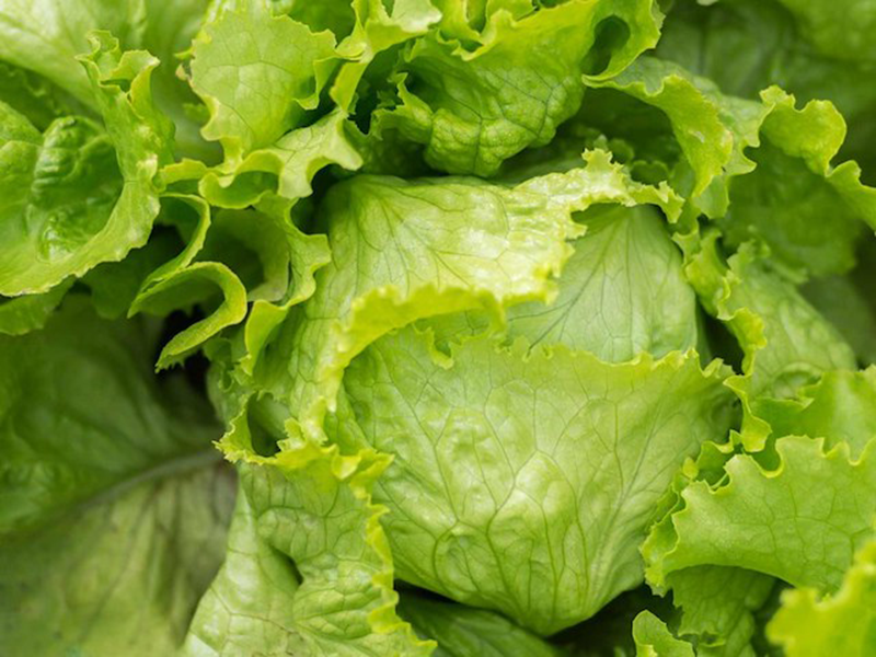 Salata Metalia 1000s nunhems