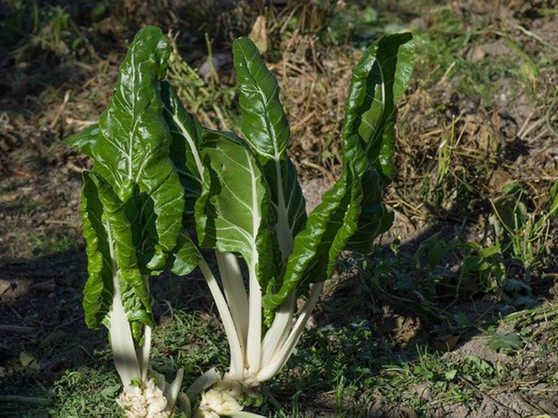 Blitva Srebrnolisna 100g hoya