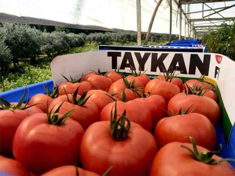 Paradajz Taykan F1 500s yuk
