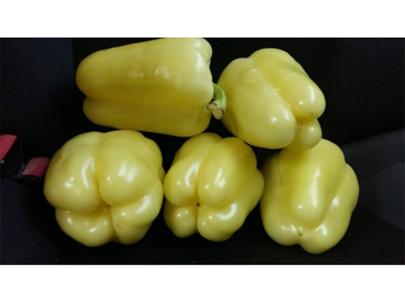Paprika Cecilia F1 500s yuk