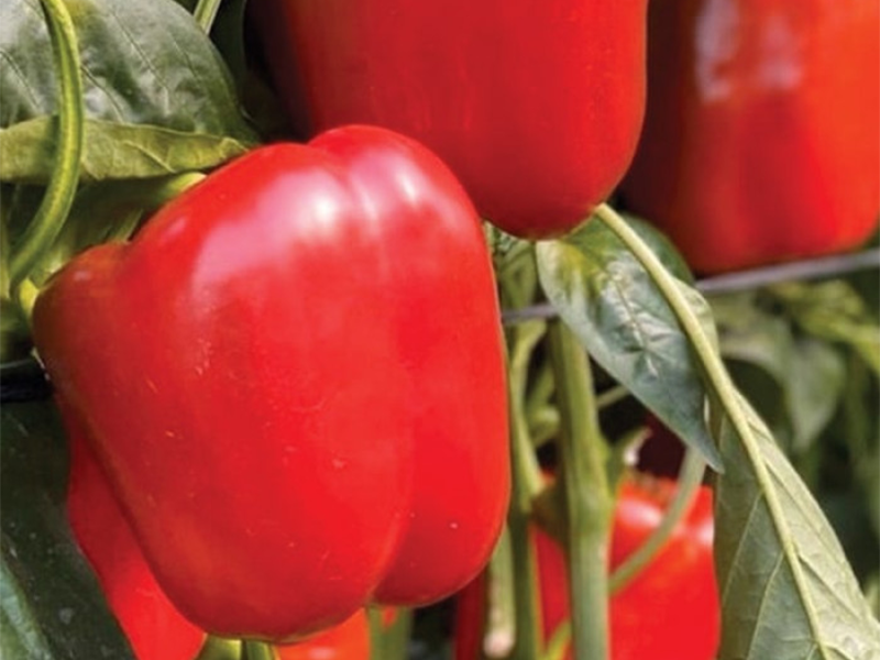Paprika Aktor F1 500s yuk