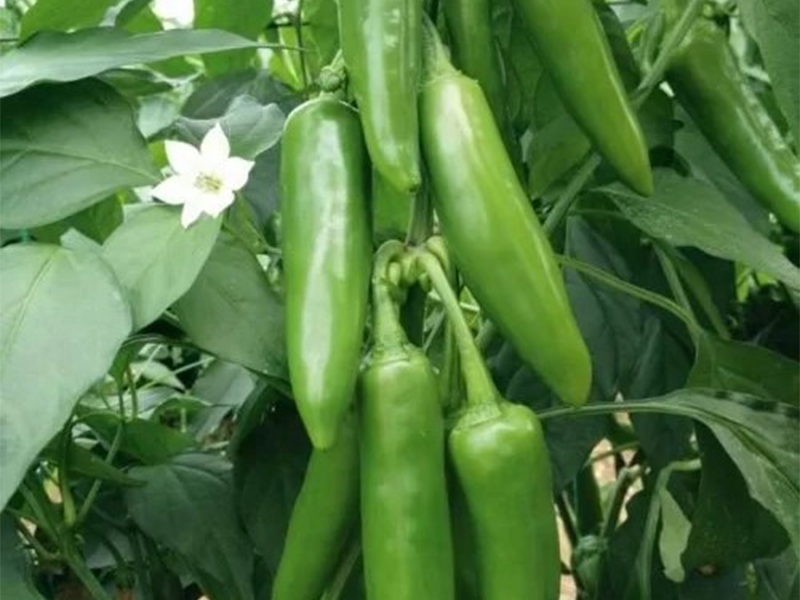 Paprika Barut F1 500s yuk