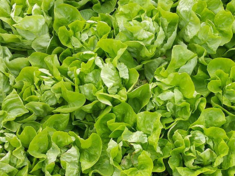 Salata Sparanzia - Slika 1