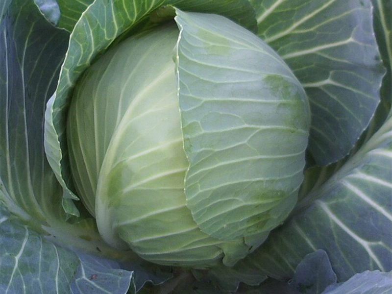 Kupus Green Pearl F1 2500s Grower