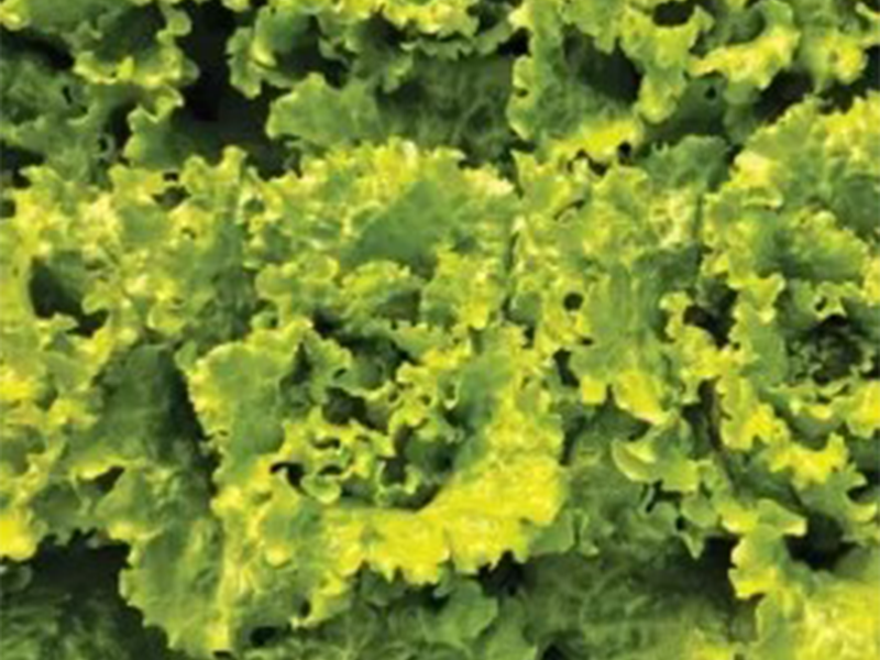 Salata Chiara 5g Grower