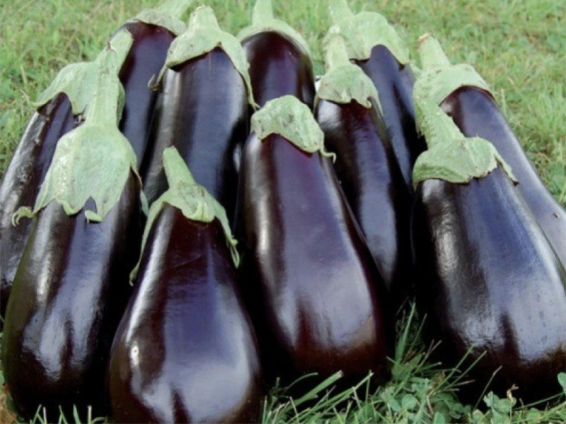 Plavi Patlidzan Aragon f1 1000s Grower
