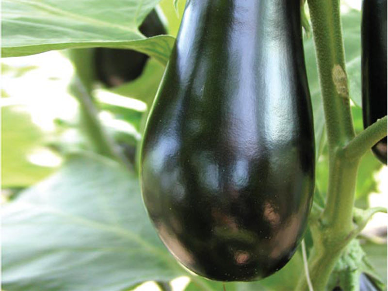 Plavi Patlidzan Amara f1 1000s Grower