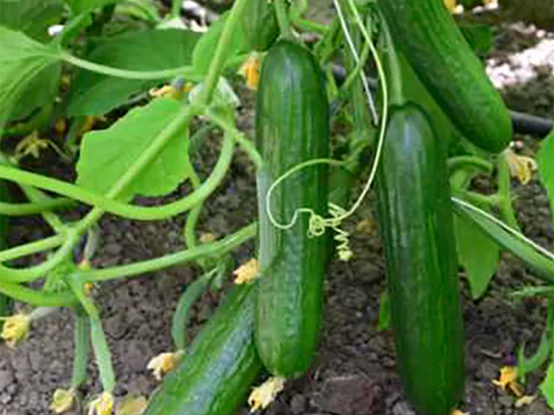 Krastavac ES 2868 F1 100s Grower
