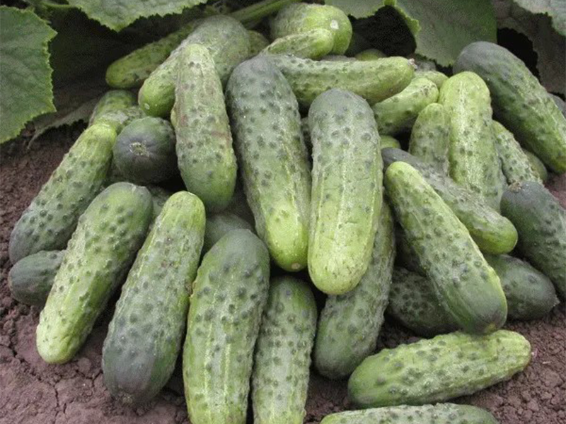 Kornison Vinello F1 1000s Grower