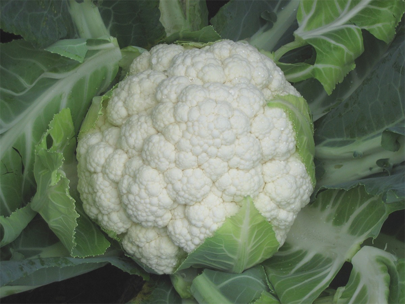 Karfiol Seoul F1 2500s Grower