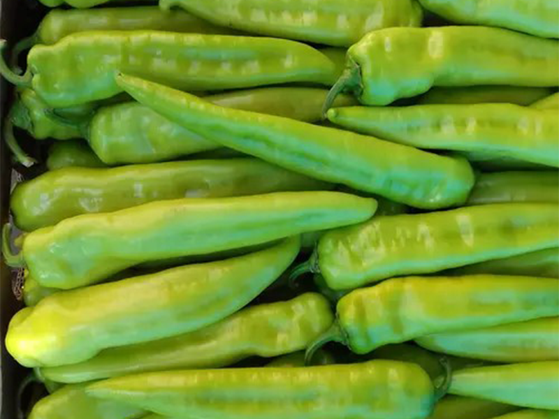 Paprika Sararez F1 500s Grower