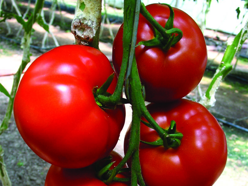 Paradajz Amati f1 1000s semenis