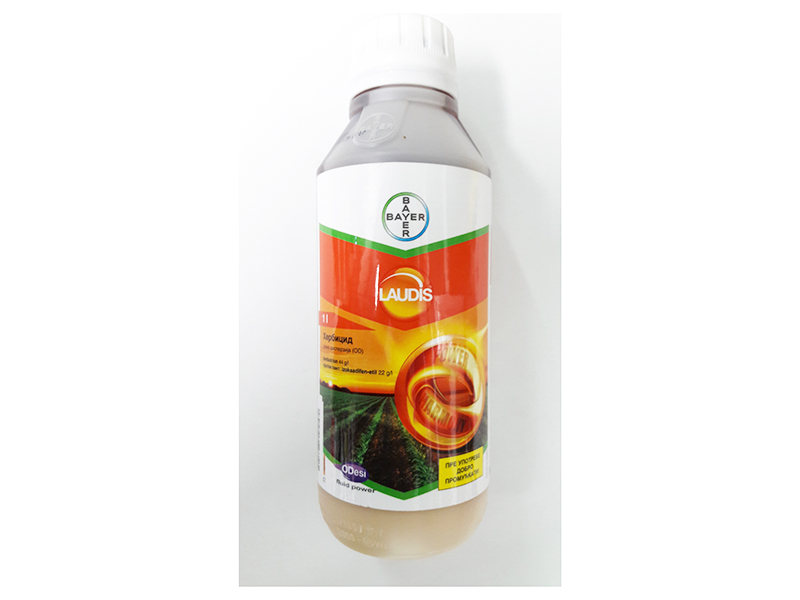 Laudis - Slika 1