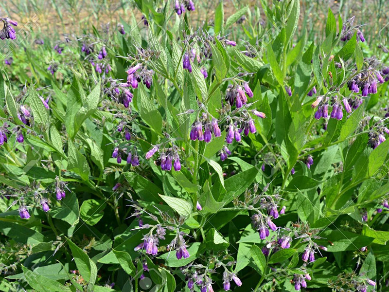 Obični gavez – Symphytum officinale - u voćnjacima