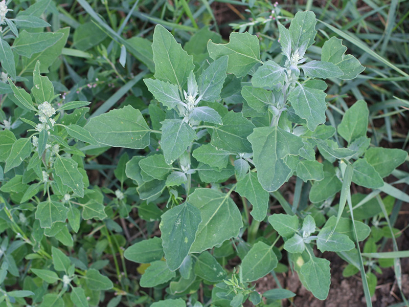 Loboda – Chenopodium album - u voćnjacima
