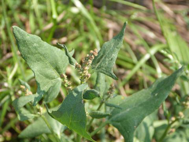 Obična loboda – Atriplex patula - u voćnjacima - Slika 2