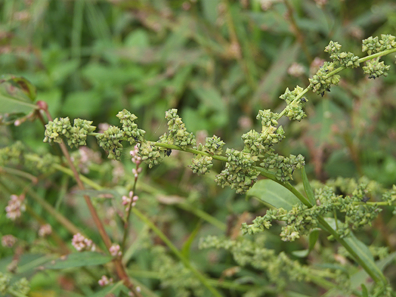 Obična loboda – Atriplex patula - u voćnjacima