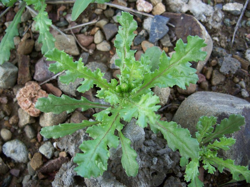 Obični dragušac – Senecio vulgaris - u voćnjacima