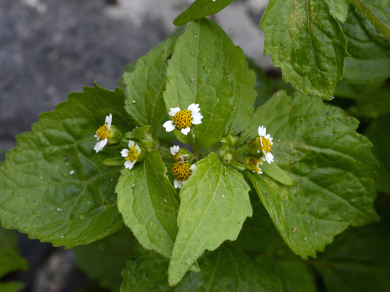 Obična konica – Galinsoga parviflora - u voćnjacima