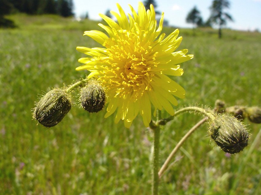 Poljska gorčika – Sonchus arvensis - u voćnjacima - Slika 1