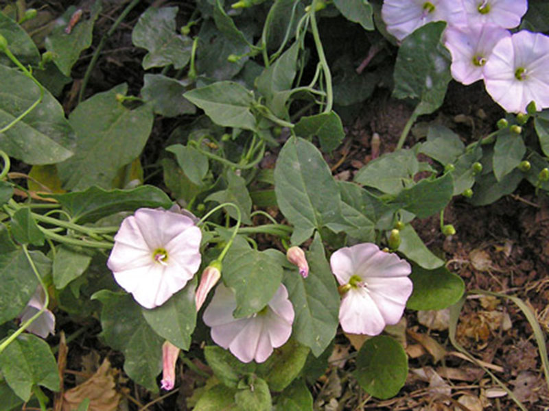 Njivski poponac – Convolvulus arvensis – u voćnjacima - Slika 2