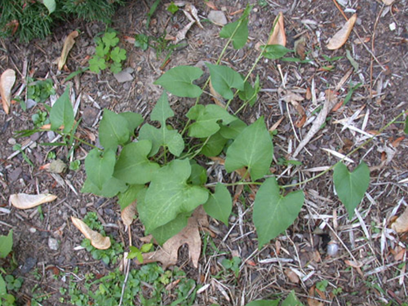 Njivski vijušac - Polygonum convolvulus - u voćnjacima