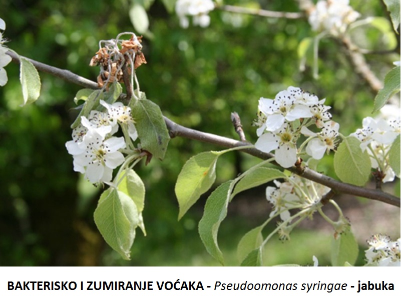 Bakteriozno izumiranje voćaka - Pseudomonas syringae - jabuka