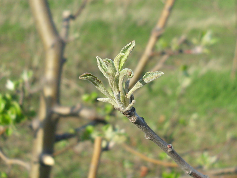 Pepelnica jabuke – Podosphaera leucotricha