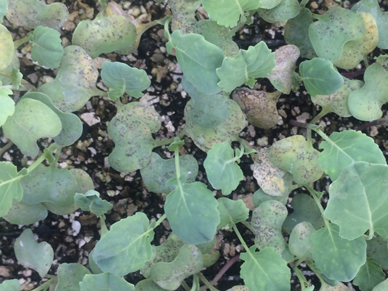 Plamenjača kupusa (Hyaloperonospora sp.) - Slika 5