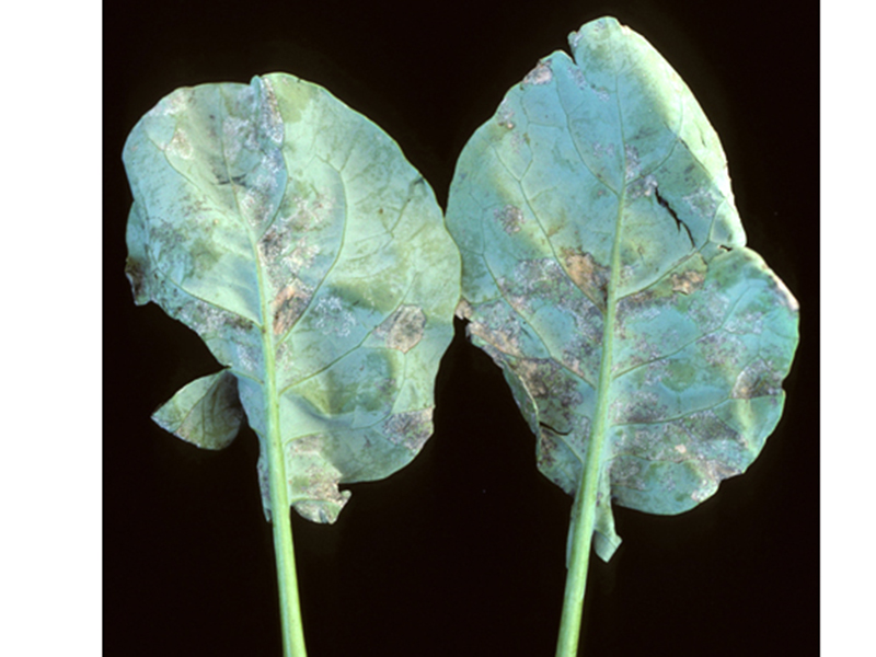 Plamenjača kupusa (Hyaloperonospora sp.) - Slika 2