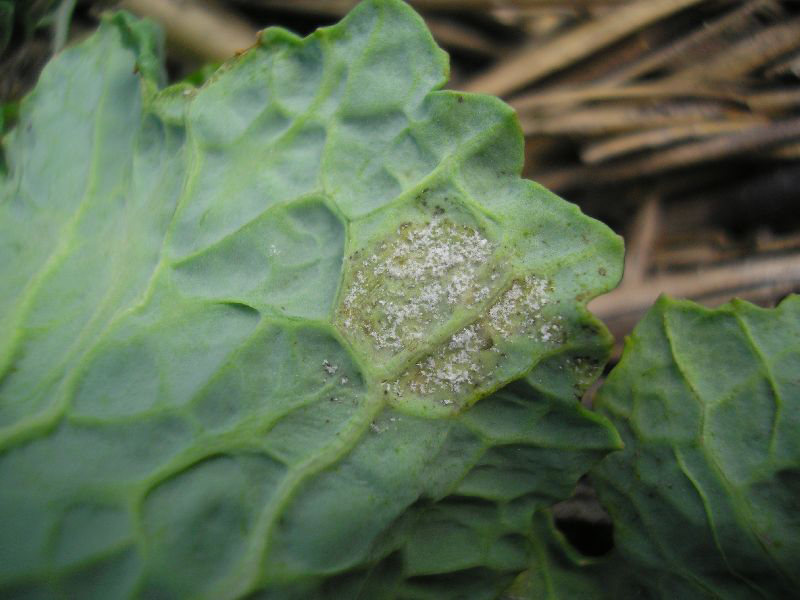Plamenjača kupusa (Hyaloperonospora sp.) - Slika 1