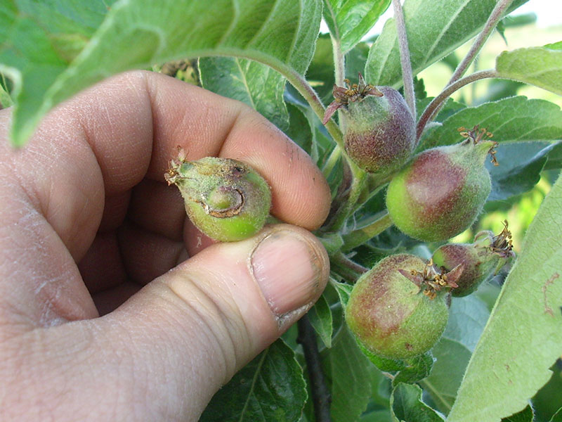 Jabukina osa - Hoplocampa testudinea - Slika 5