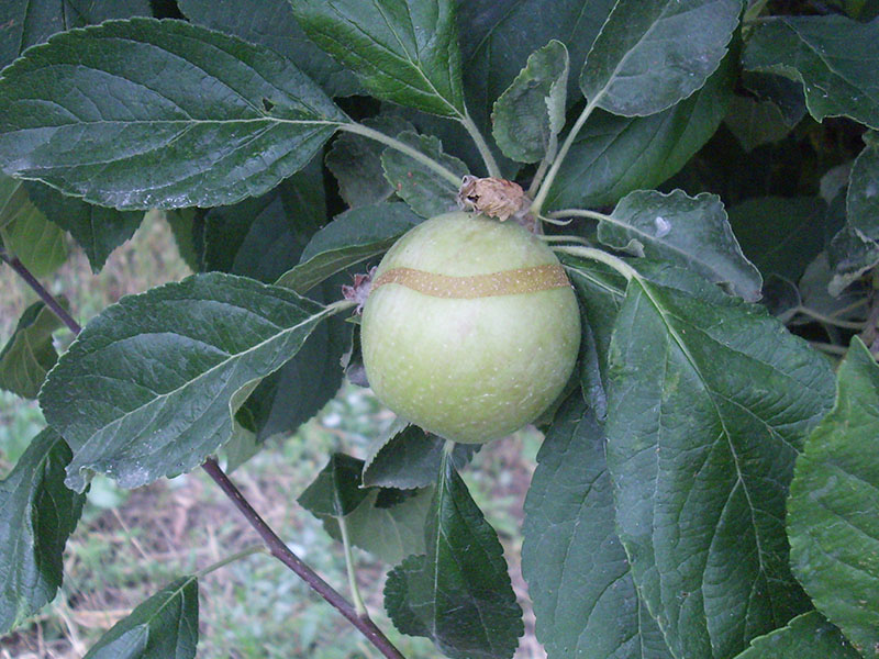 Jabukina osa - Hoplocampa testudinea - Slika 4