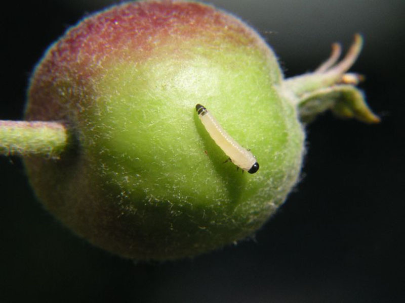 Jabukina osa - Hoplocampa testudinea - Slika 3