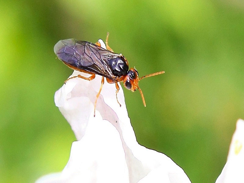 Jabukina osa - Hoplocampa testudinea - Slika 2