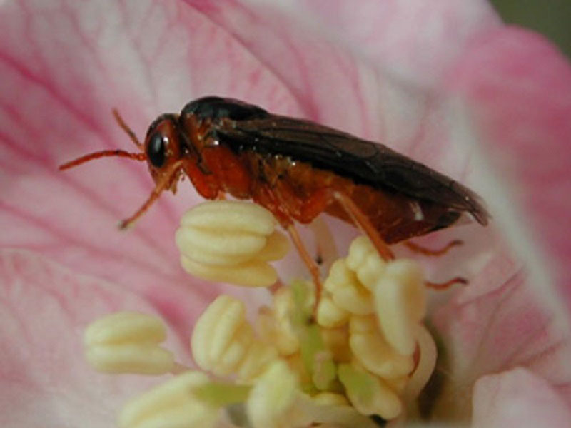 Jabukina osa - Hoplocampa testudinea - Slika 1