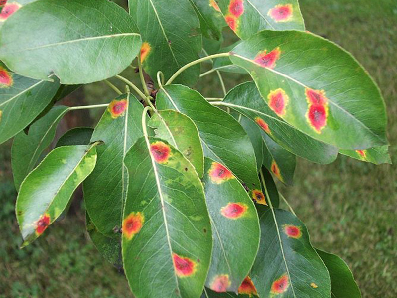 Rdja kruške – Gymnosporangium sabinae