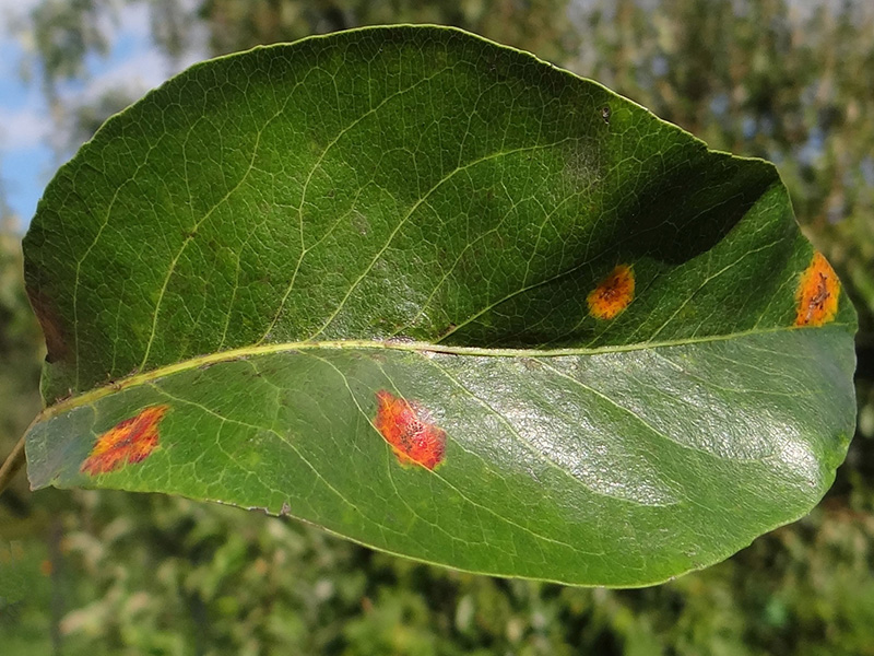 Rdja kruške – Gymnosporangium sabinae - Slika 2
