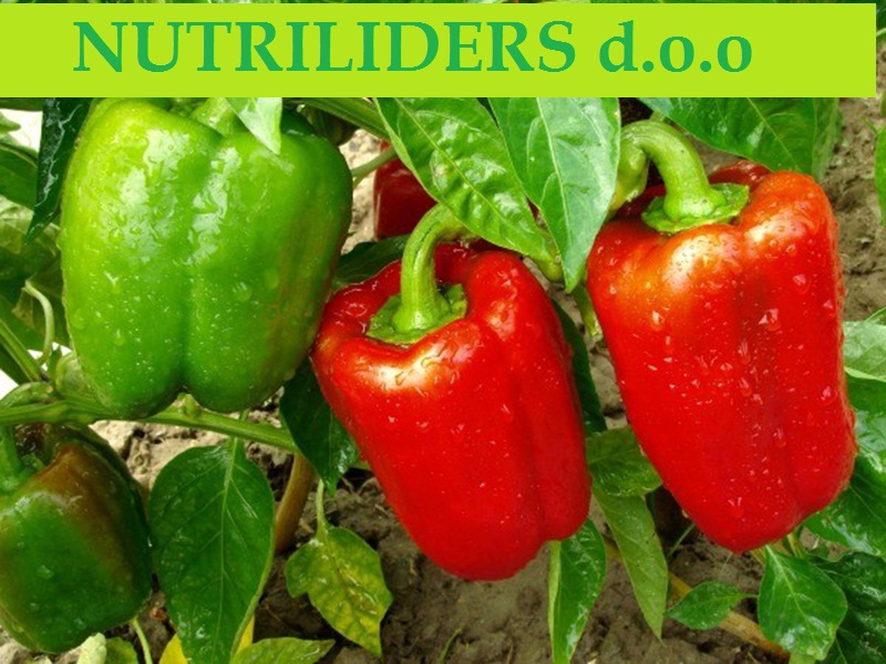 NUTRILEADERS – PROGRAM FOLIJARNE ISHRANE PAPRIKE u zatvorenom prostoru