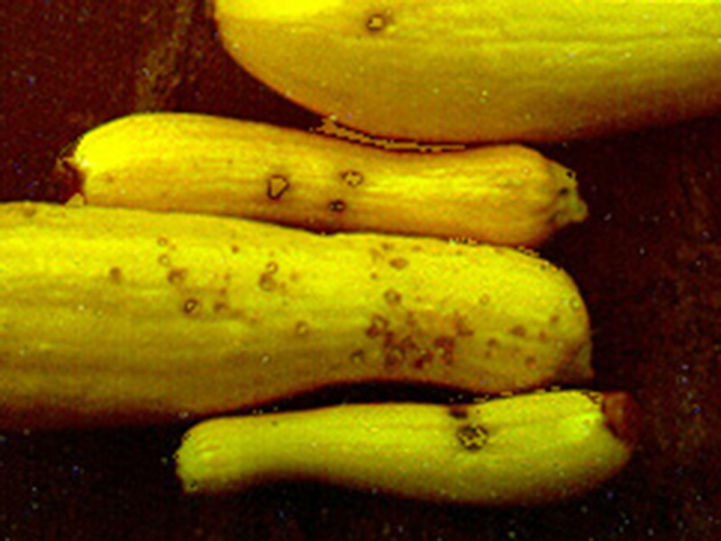 Antraknoza tikvica  (Colletotrichum lagenarium) - Slika 1